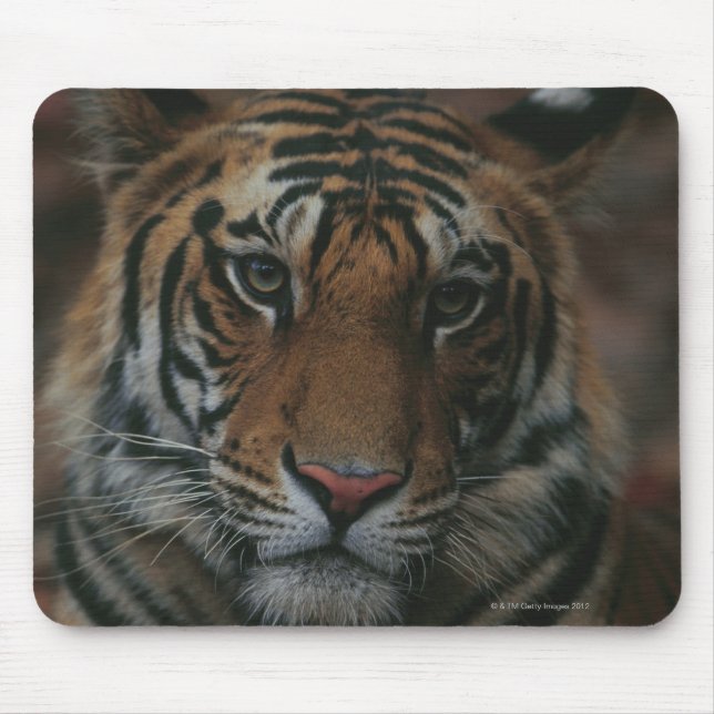 Tiger Unge Musmatta (Framsidan)