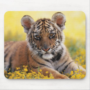 Tiger Unge Musmatta