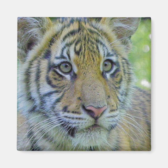 Tiger Unge närmare Porträtt Magnet (Framsidan)
