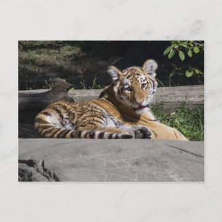 Tiger Unge på Sten Vykort