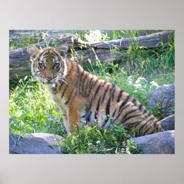 Tiger Unge Porträtt 2 Poster (Framsidan)