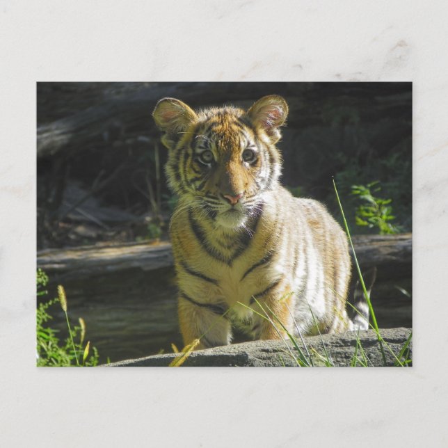 Tiger Unge Porträtt 4 Vykort (Framsida)