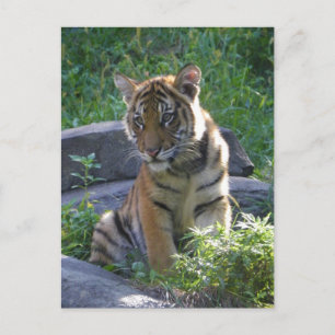 Tiger Unge Porträtt Vykort