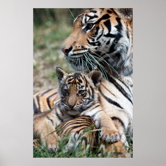 Tiger unge poster (Framsidan)