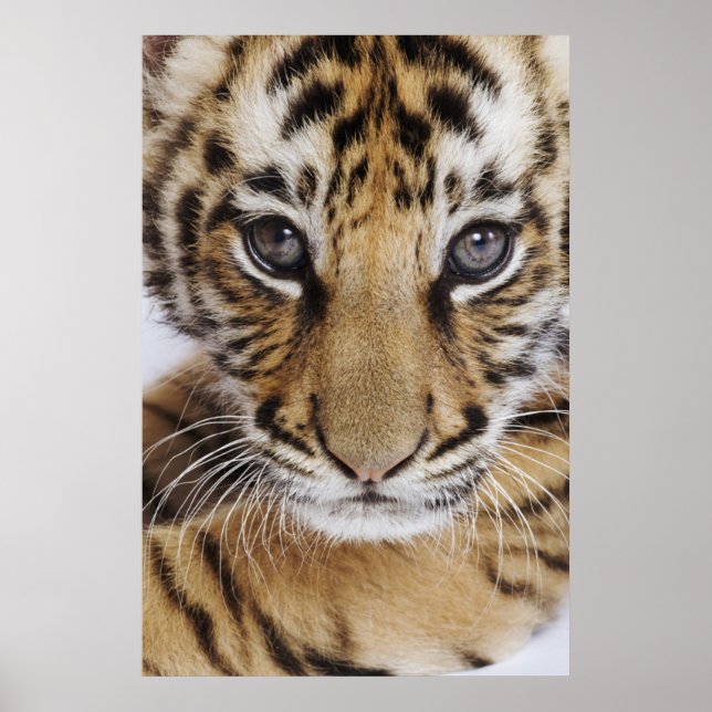 Tiger Unge Poster (Framsidan)