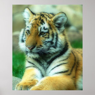 Tiger Unge Poster