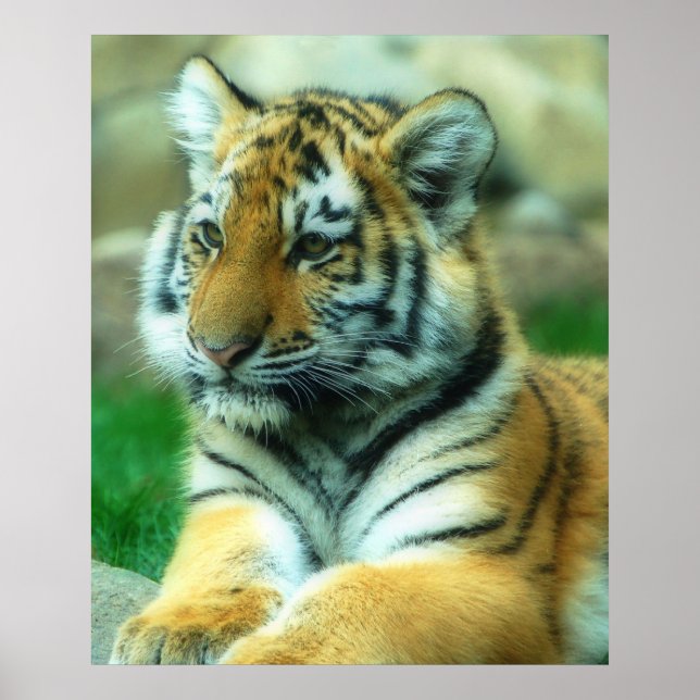 Tiger Unge Poster (Framsidan)