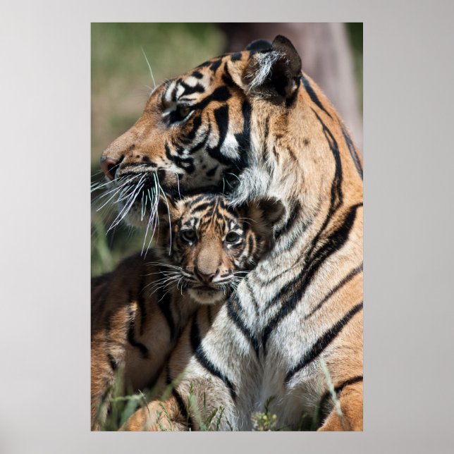 Tiger unge poster (Framsidan)