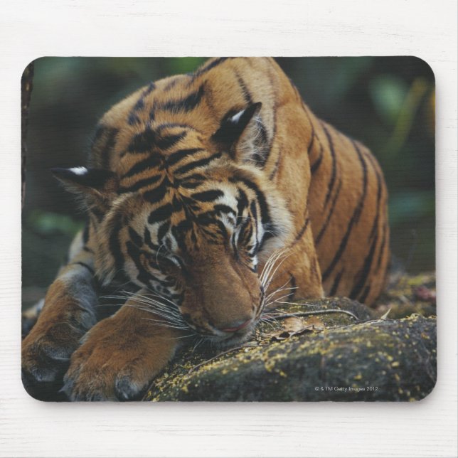 Tiger Unge Sleeps på Sten Musmatta (Framsidan)