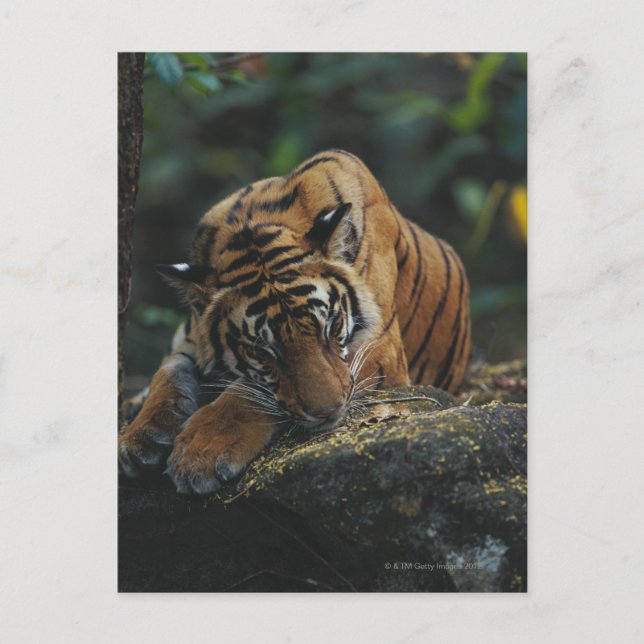 Tiger Unge Sleeps på Sten Vykort (Framsida)