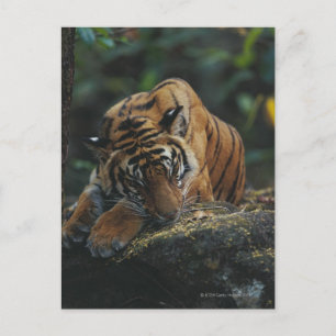 Tiger Unge Sleeps på Sten Vykort