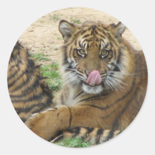 Tiger Unge Sticker Runt Klistermärke