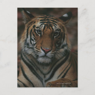 Tiger Unge Vykort