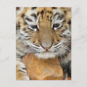 Tiger Unge vykort