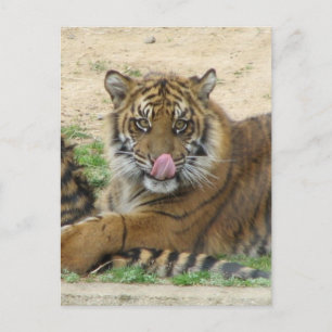 Tiger Unge vykort