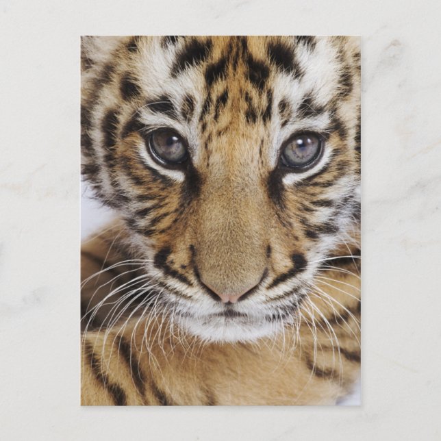 Tiger Unge Vykort (Framsida)