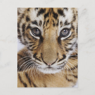 Tiger Unge Vykort