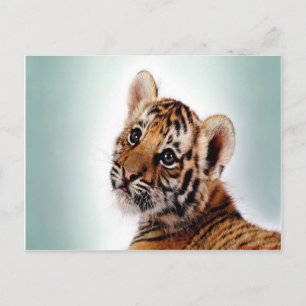Tiger Unge Vykort