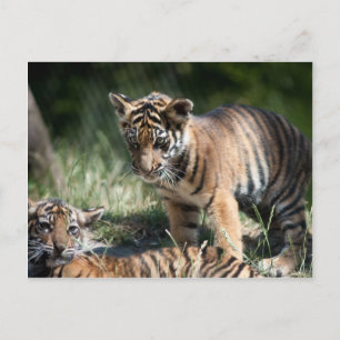 Tiger unge vykort