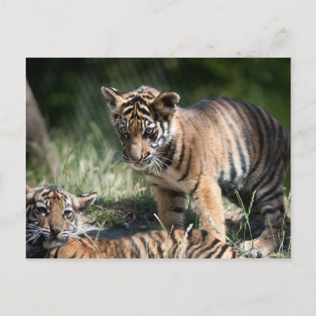 Tiger unge vykort (Framsida)