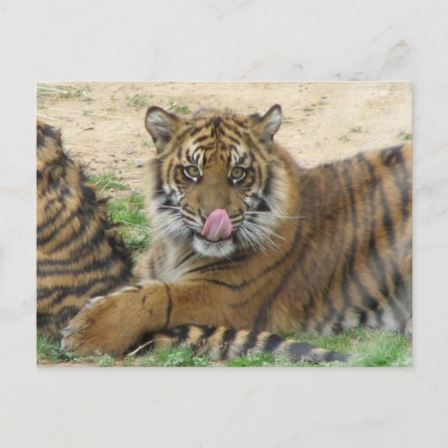 Tiger Unge vykort (Framsida)
