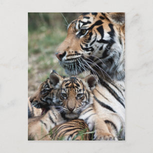 Tiger unge vykort