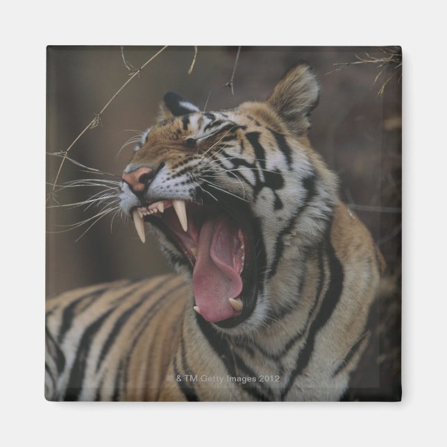 Tiger Unge Yawning Magnet (Framsidan)