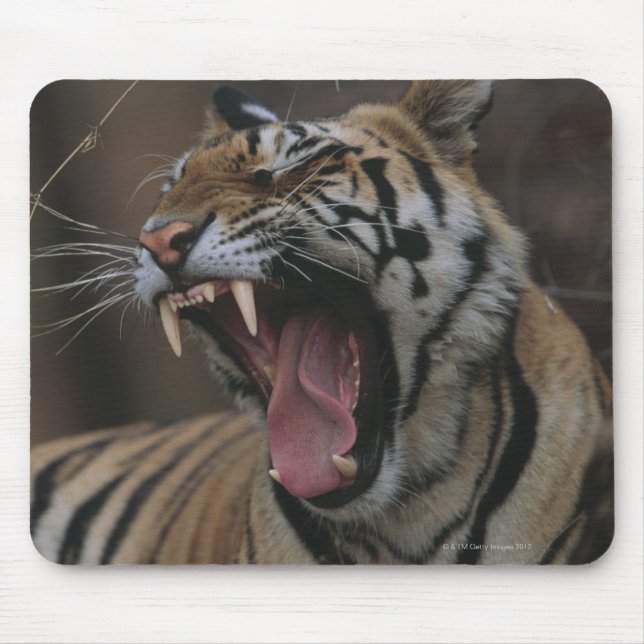 Tiger Unge Yawning Musmatta (Framsidan)