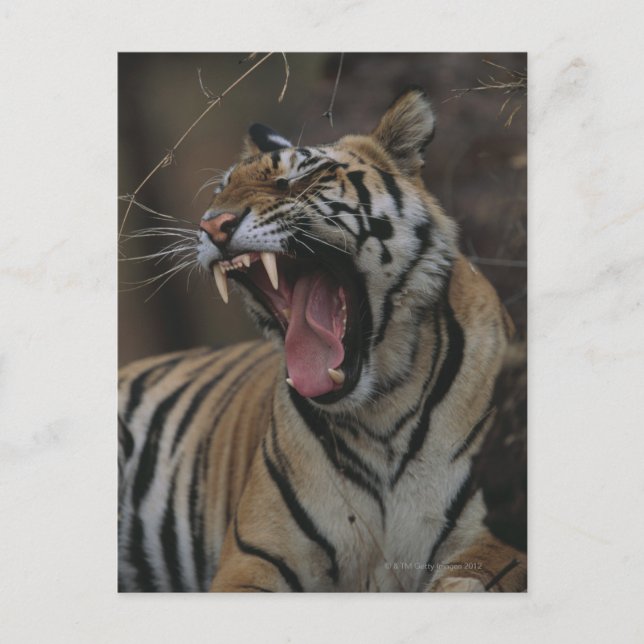 Tiger Unge Yawning Vykort (Framsida)
