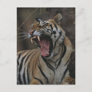 Tiger Unge Yawning Vykort