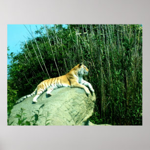 Tiger-uppmjukning Poster
