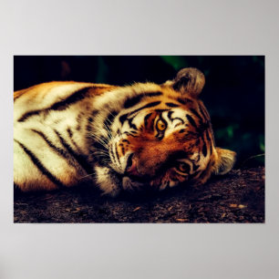Tiger vaktar dig poster