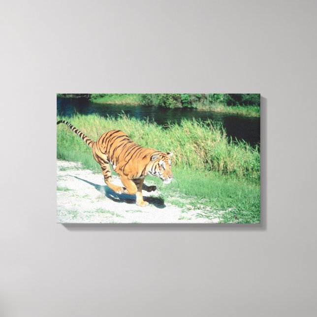 Tiger vid väg canvastryck (Framsida)