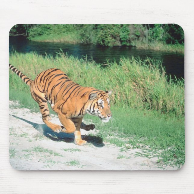 Tiger vid väg musmatta (Framsidan)