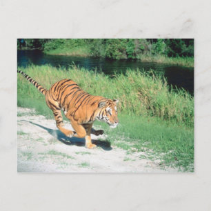 Tiger vid väg vykort