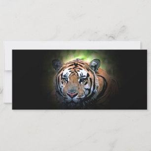 Tiger - Vild Big Cat