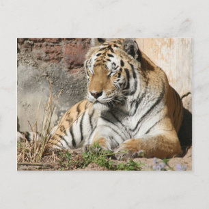tiger vild djurparker som tigrar vykort