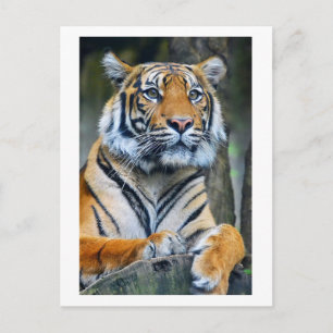 Tiger Vilda djur Life Photography Postcross Vykort