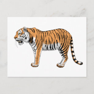 Tiger Vykort