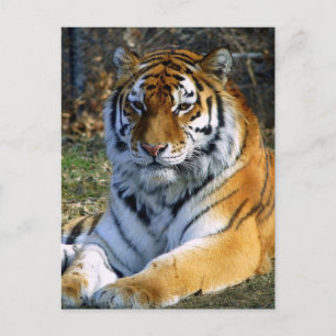 Tiger Vykort