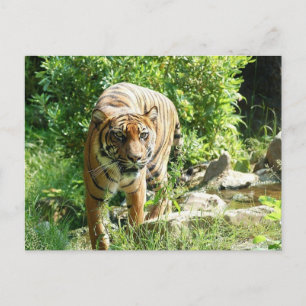 Tiger Vykort