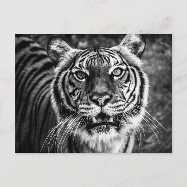 Tiger vykort (Framsida)