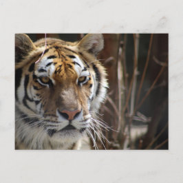 Tiger Vykort