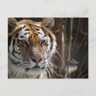Tiger Vykort