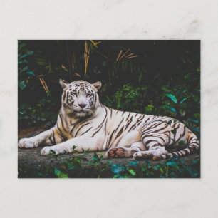 Tiger Vykort