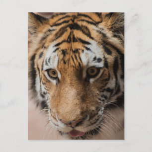 Tiger Vykort