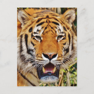 Tiger Vykort