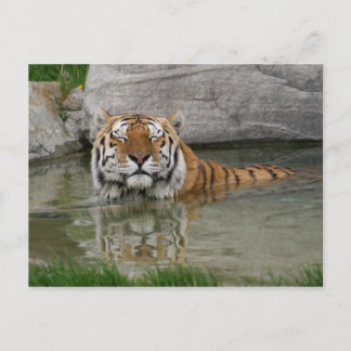Tiger vykort