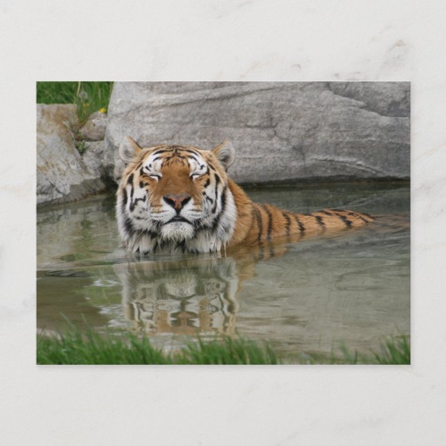 Tiger vykort (Framsida)