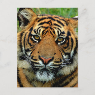 Tiger Vykort